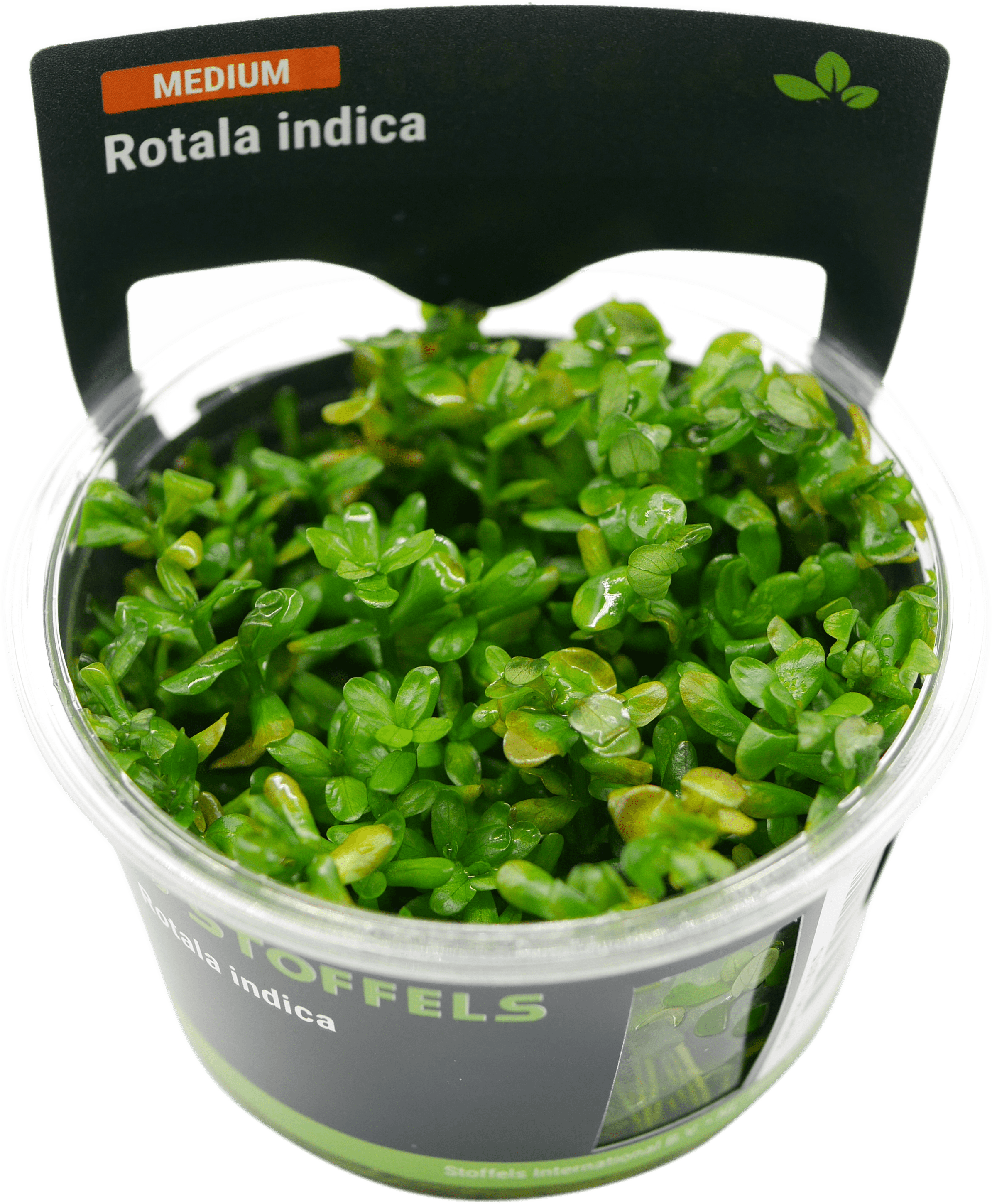 Rotala indica in-vitro (Bonsai)