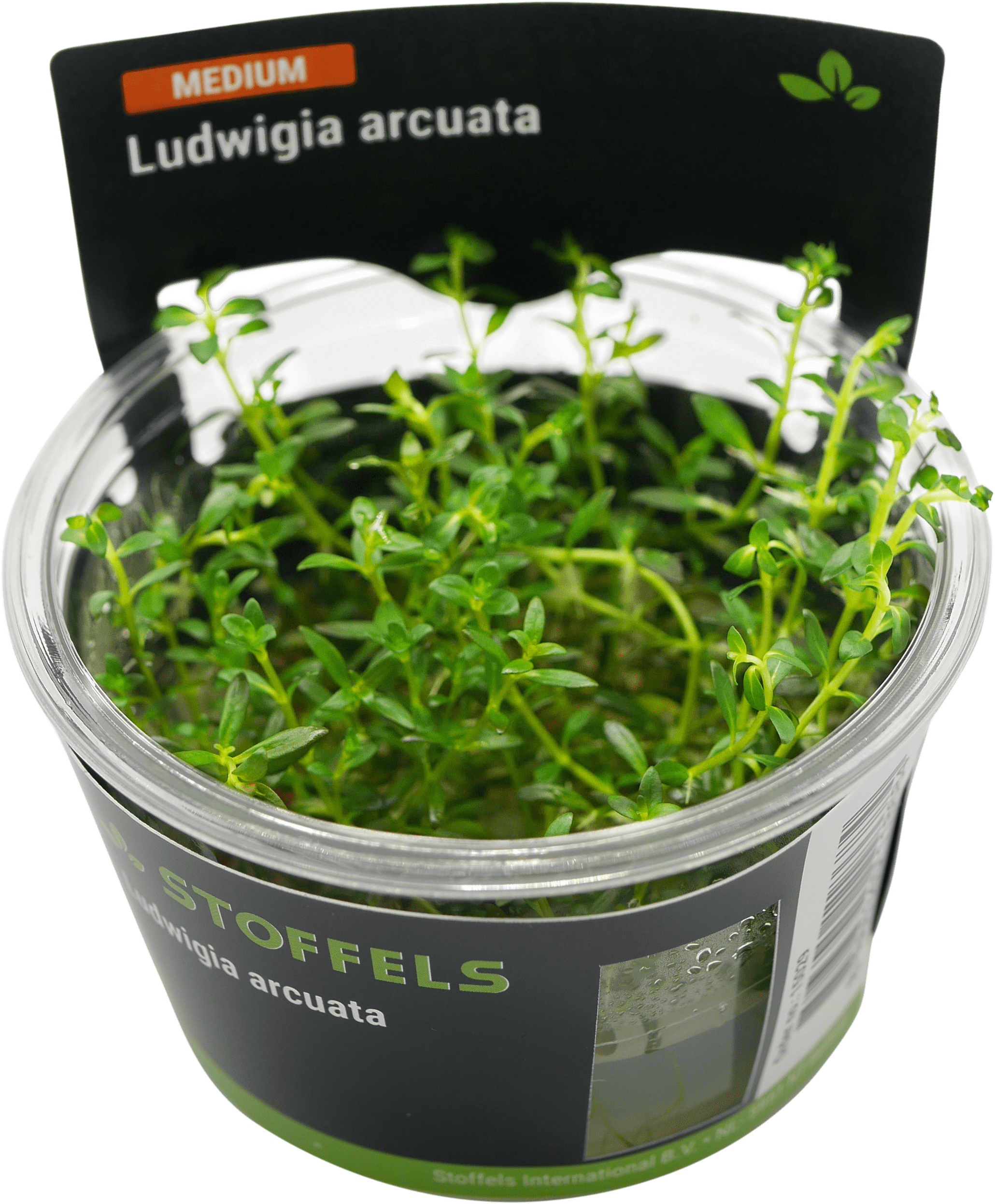Ludwigia arcuata in-vitro