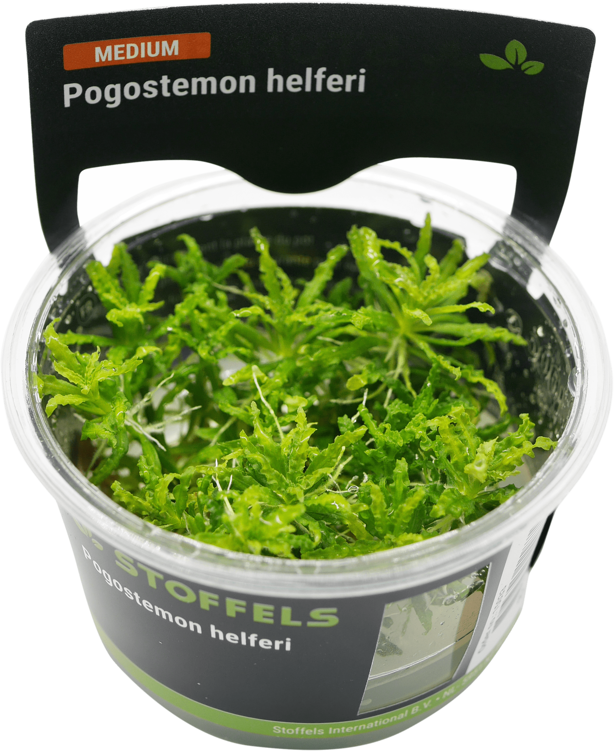 Pogostemon helferi in-vitro