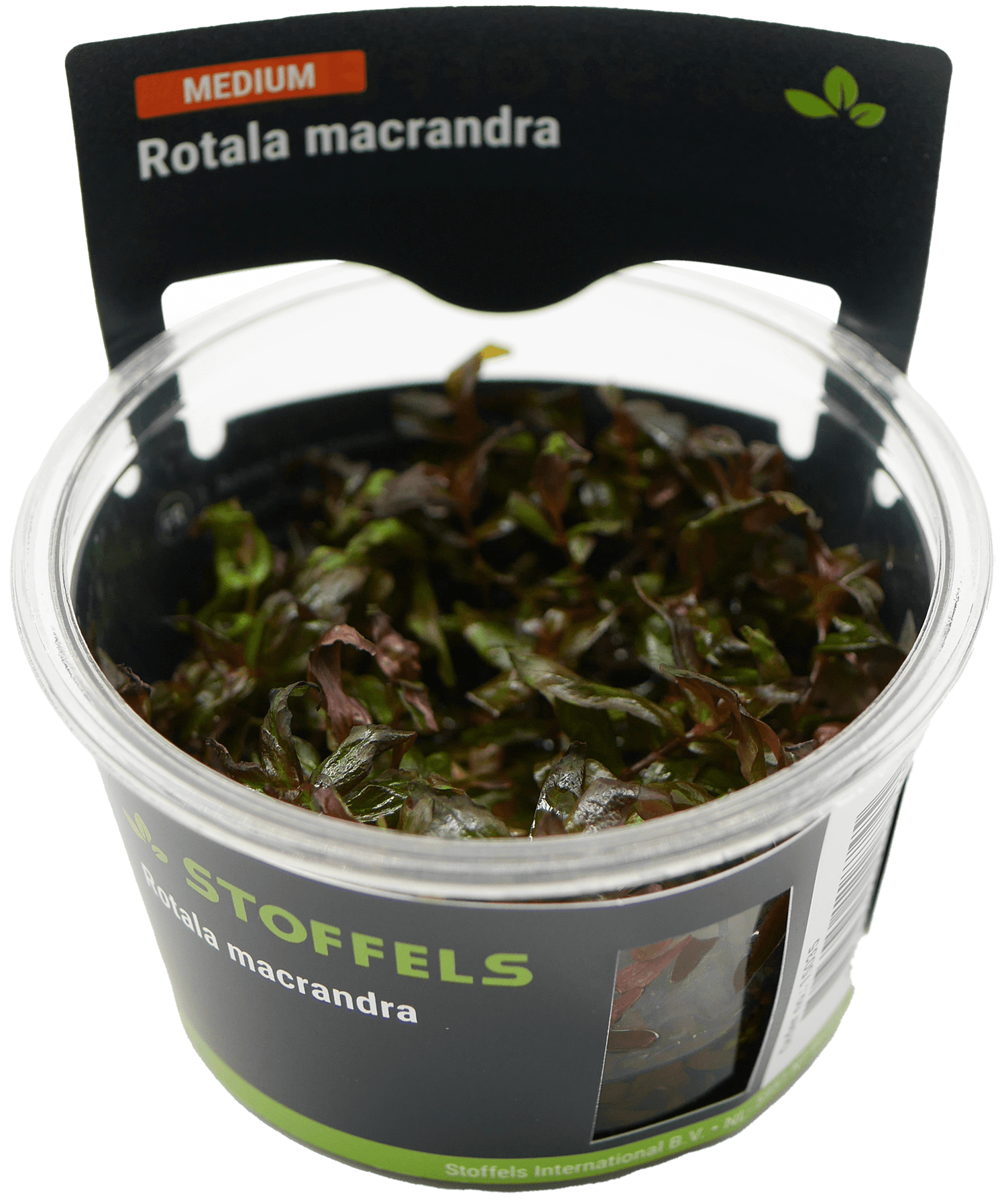 Rotala macrandra in-vitro