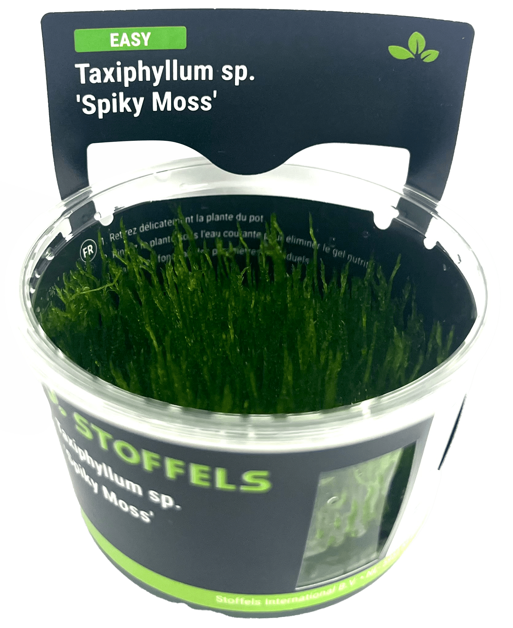 Taxiphyllum sp. 'Spiky Moss' in-vitro