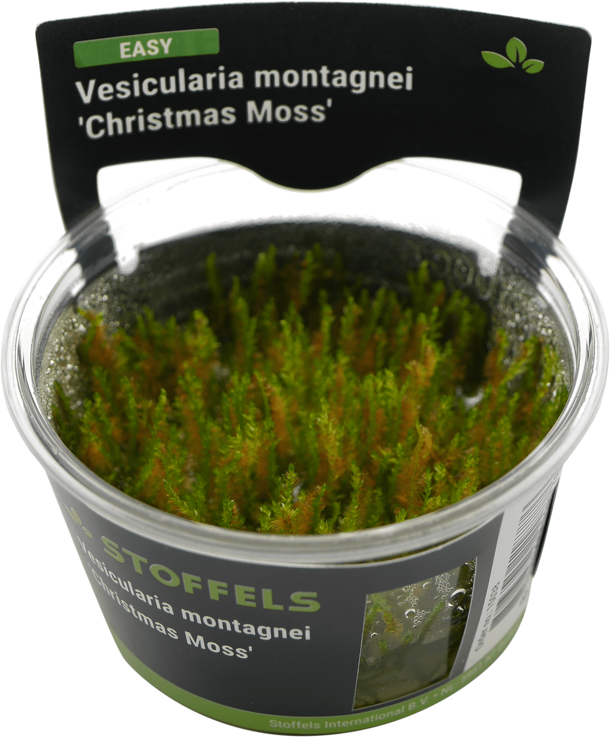 Vesicularia montagnei 'Christmass Moss' In-Vitro