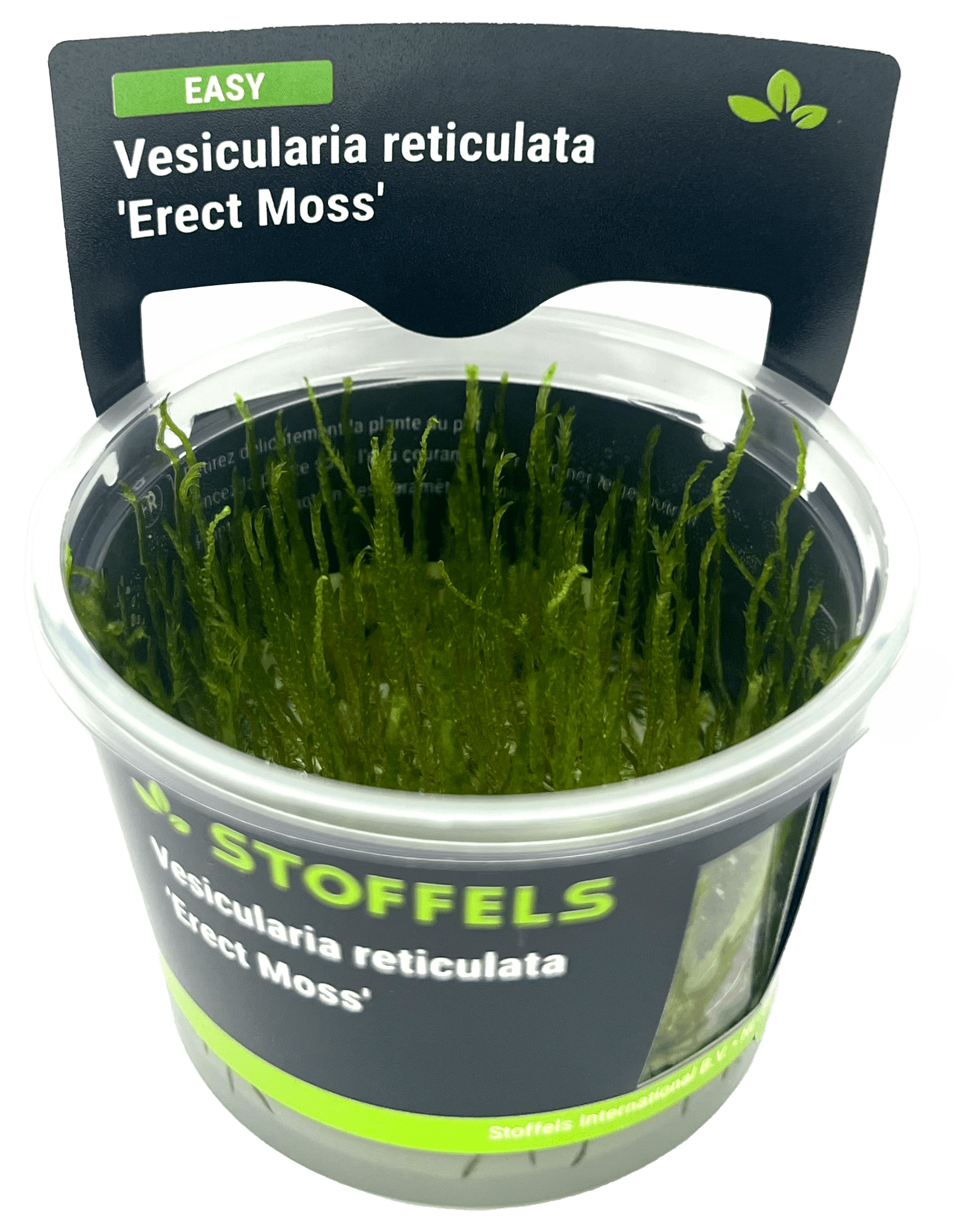 Vesicularia reticulata 'Erect Moss' in-vitro