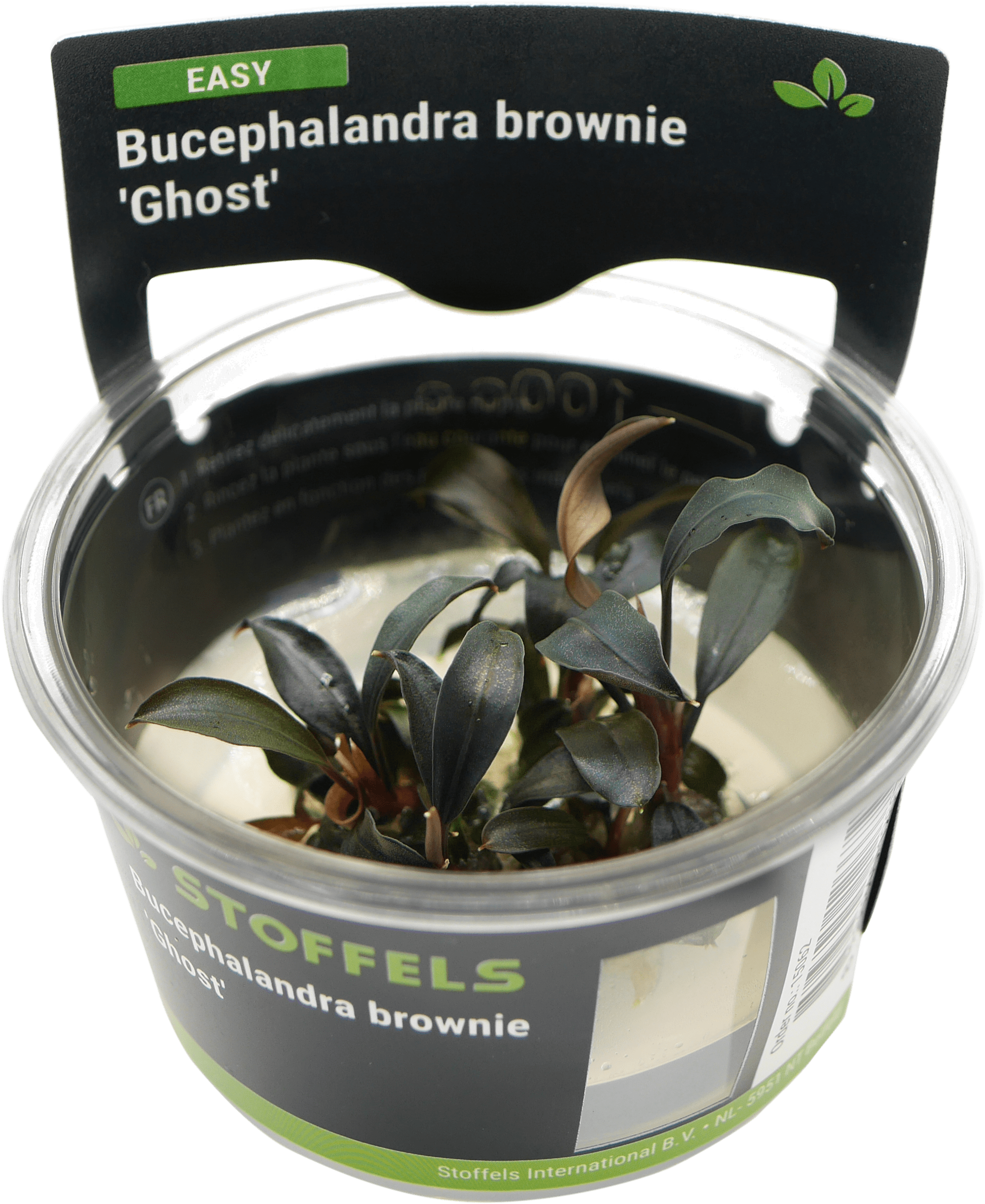 Bucephalandra brownie 'Ghost' In-vitro