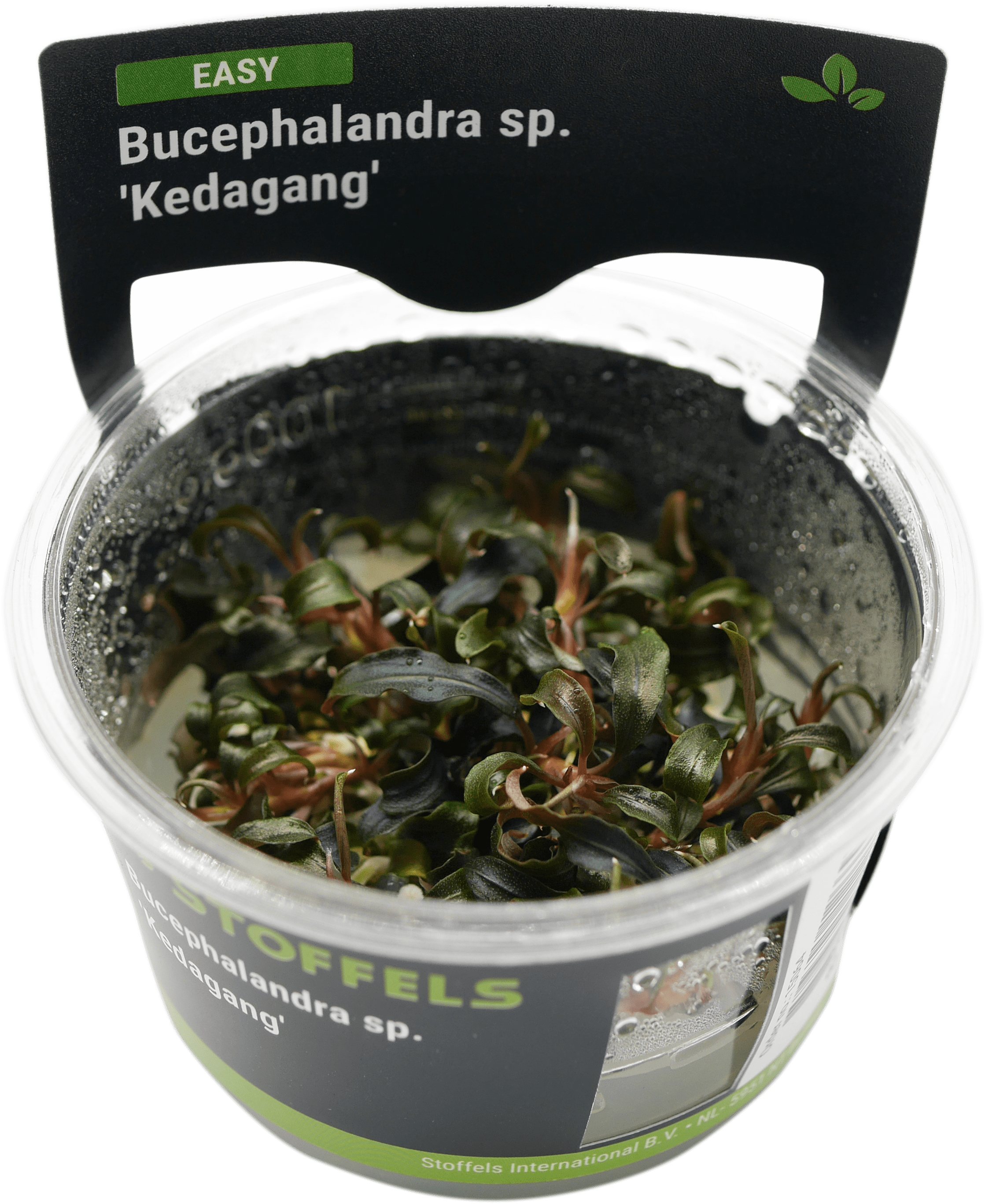 Bucephalandra 'Kedagang' In-vitro