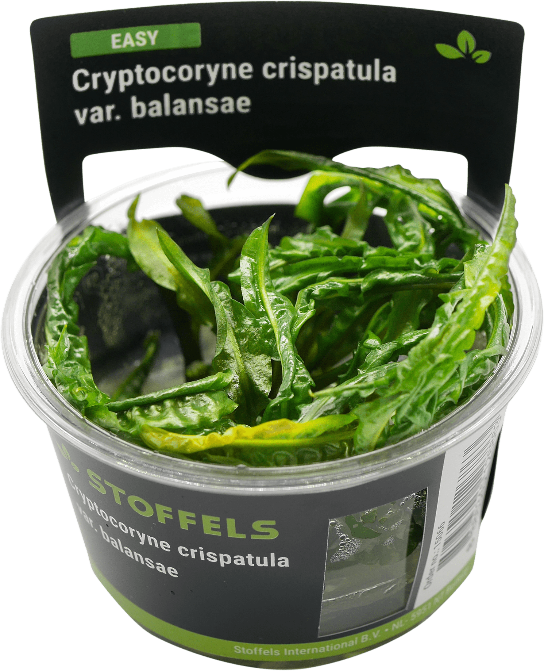 Cryptocoryne crispatula In-vitro