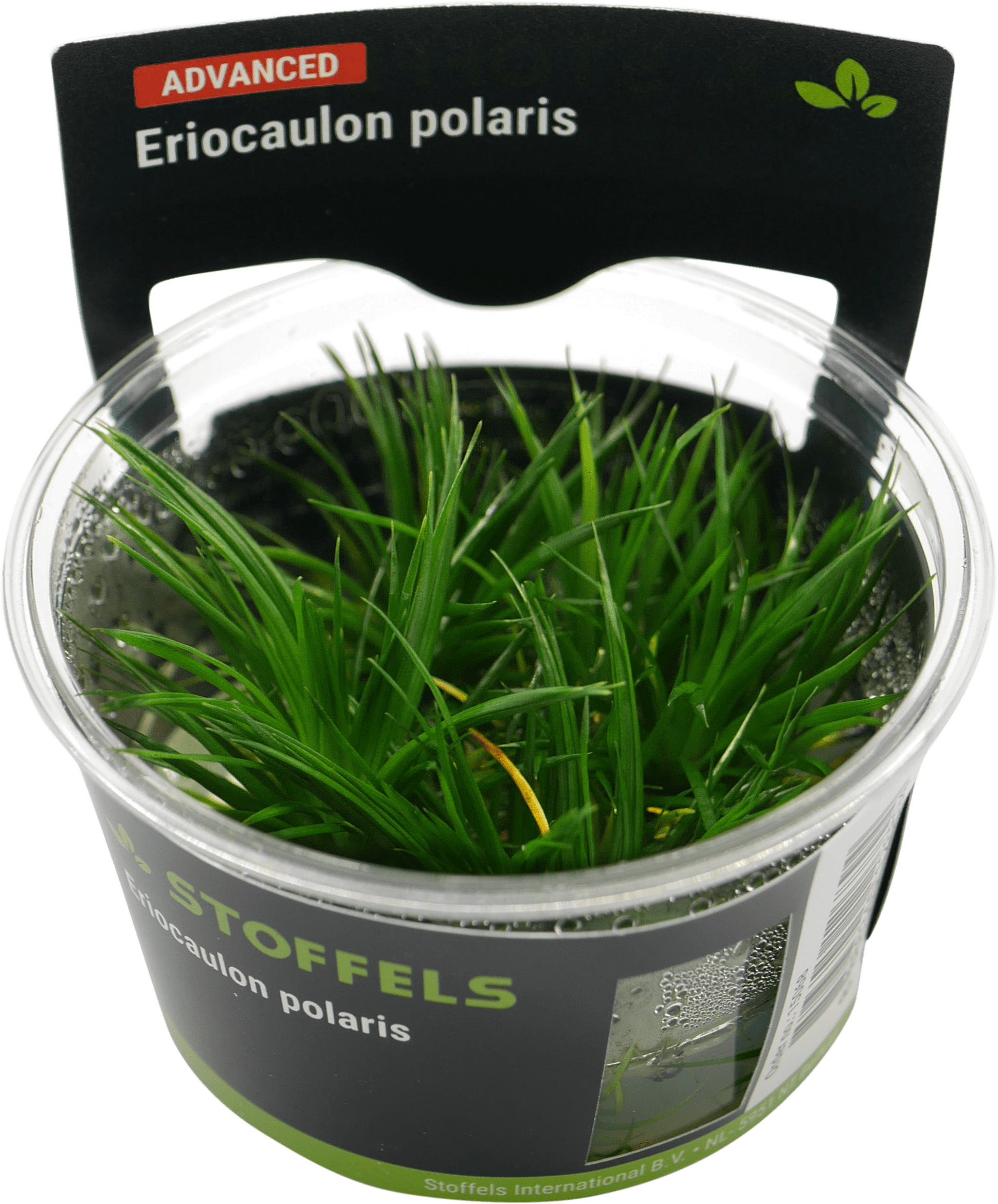 Eriocaulon polaris In-vitro