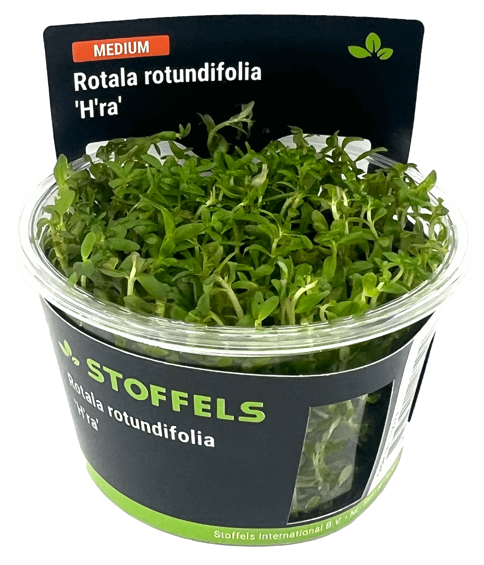Rotala rotundifolia 'H'ra' In-vitro