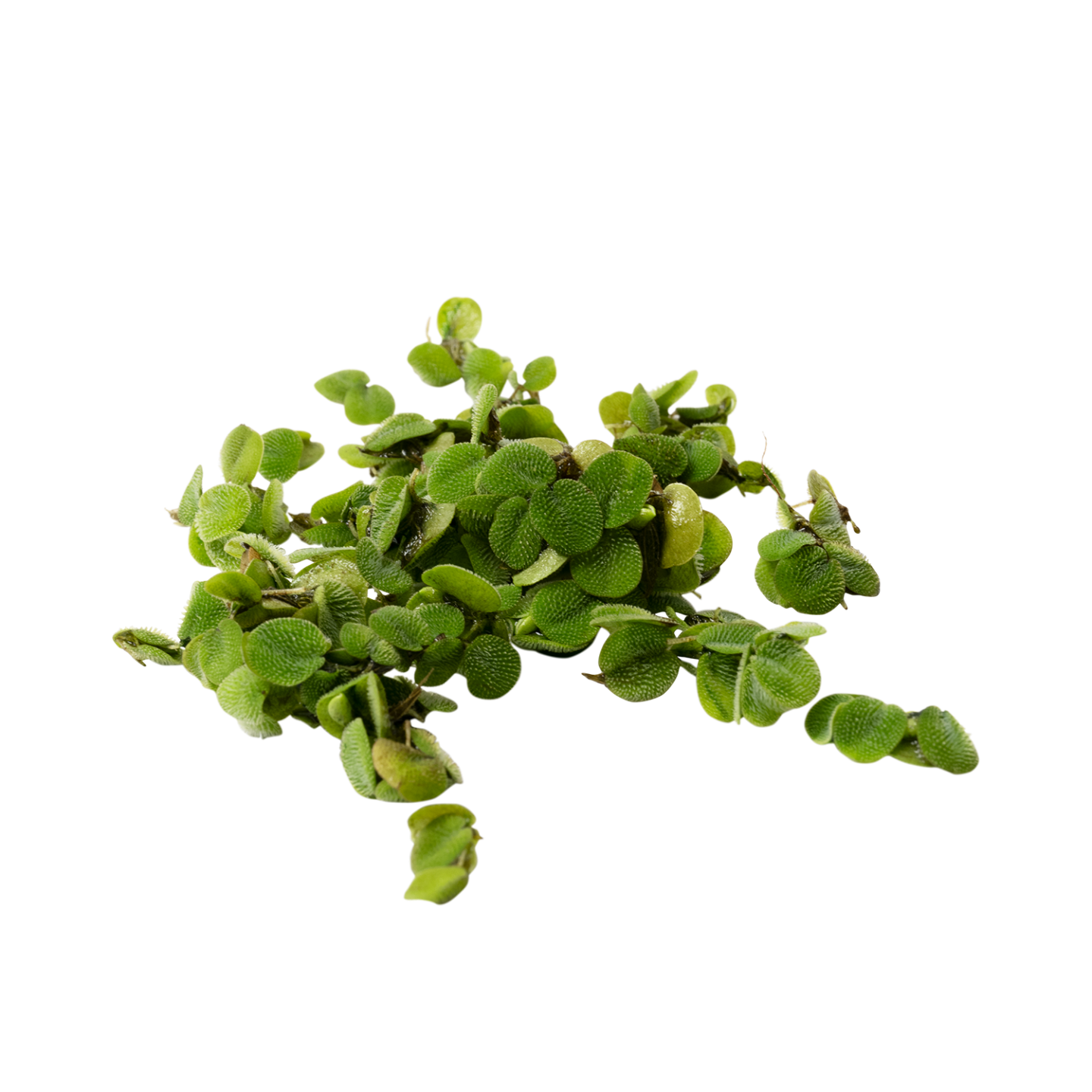 Salvinia natans S